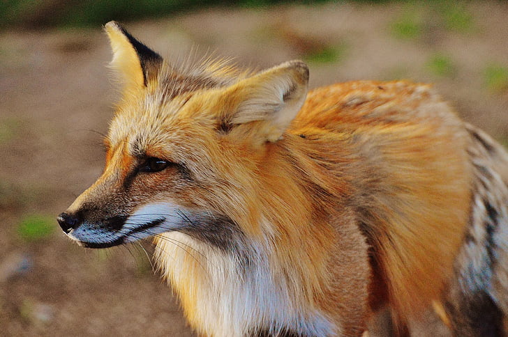 Fuchs, vadon élő állatok, ragadozó, a körülöttünk lévő világ, erdei állatok, természet, Wildlife park
