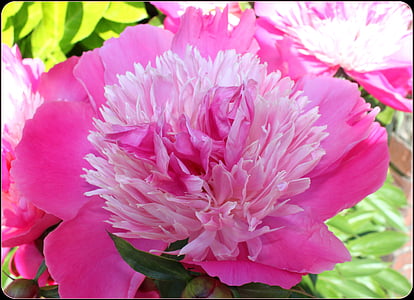 Peonija, rozā, puķe, zieds, vienotā, elegants