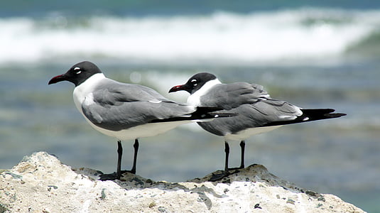 seagulls, putns, piekrastes, Britu Virdžīnu salas, tropu, dzīvnieku, daba
