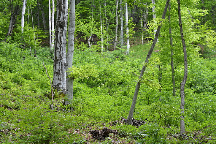 forest, wood, trees, nature, green, environment, outdoor