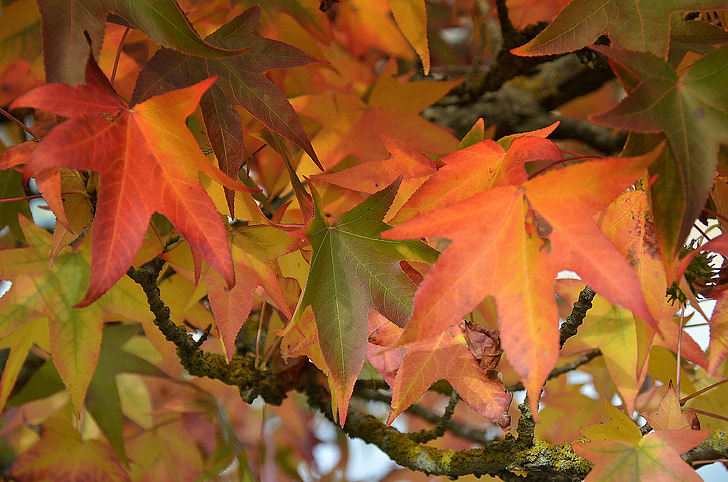 nature, leaves fall, colorful, maple
