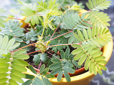 Mimosa, foglie, verde, pennate, Mimosa pudica, pianta sensibile timida, pianta sensibile