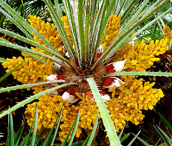 gėlė, Palm, palmės, paplūdimys