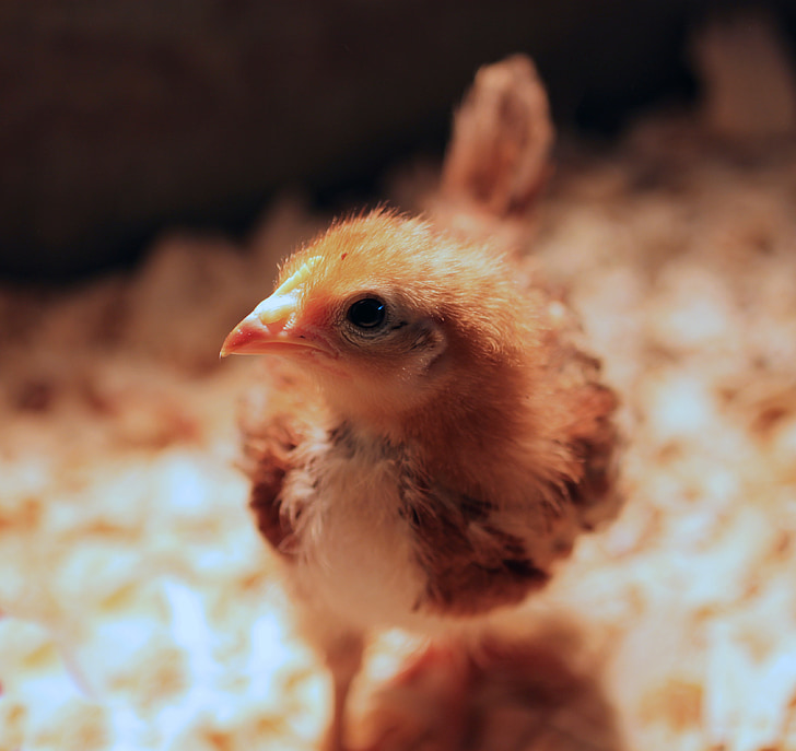 cherry egger, easter, feather, chick, heat lamp, baby, farm