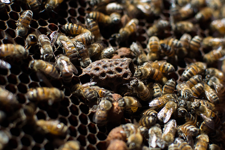 bites, daba, biškopība