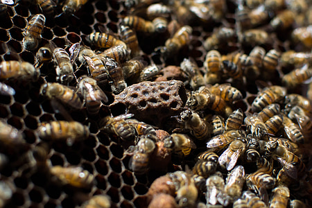 včely, Příroda, včelařství