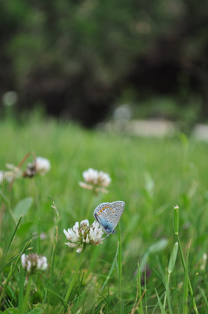 butterfly, flower, green, plant, calm, peace, nature