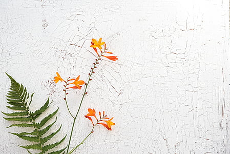 crocosmia, schwertliliengewaechs, planta ornamental, montbretia jardí, llargues tiges, flor, flor
