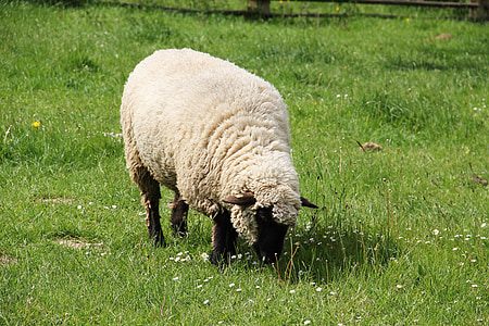 Vestfalijos Juodosios galvos avių, pavasario pievos, gali, pavasarį, pieva, Gamta, vilnos