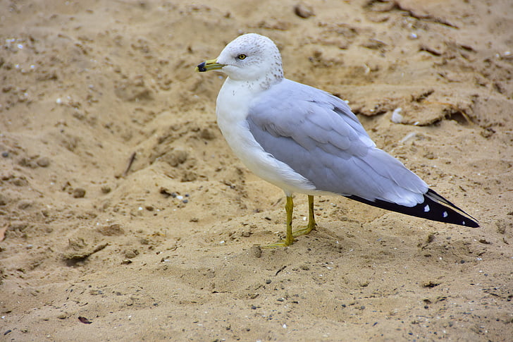 Möwe, Sand, Meer, Vogel