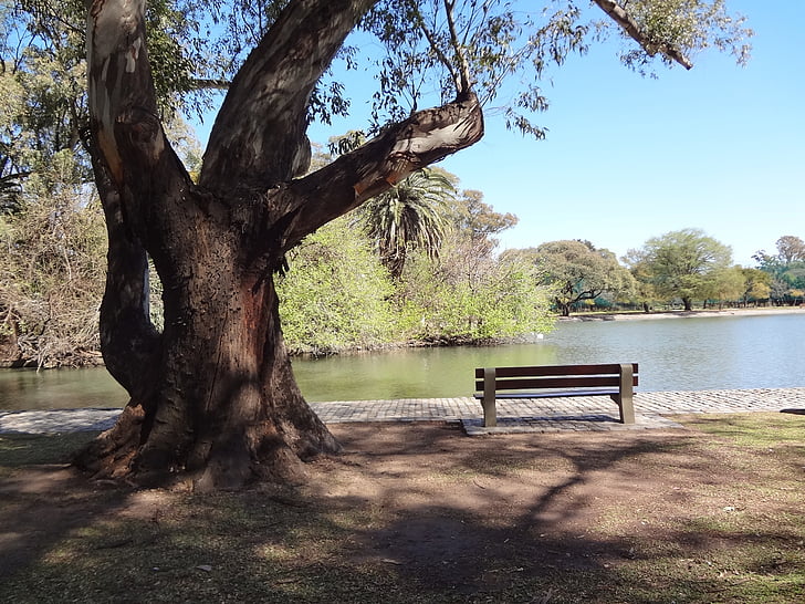 Jezioro, Bank, Park, drzewa, gaje w palermo, buenos aires, drzewo