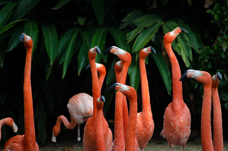 pulko, flamingai, ilgas, kaklo, oranžinė, paukščiai, gyvūnų