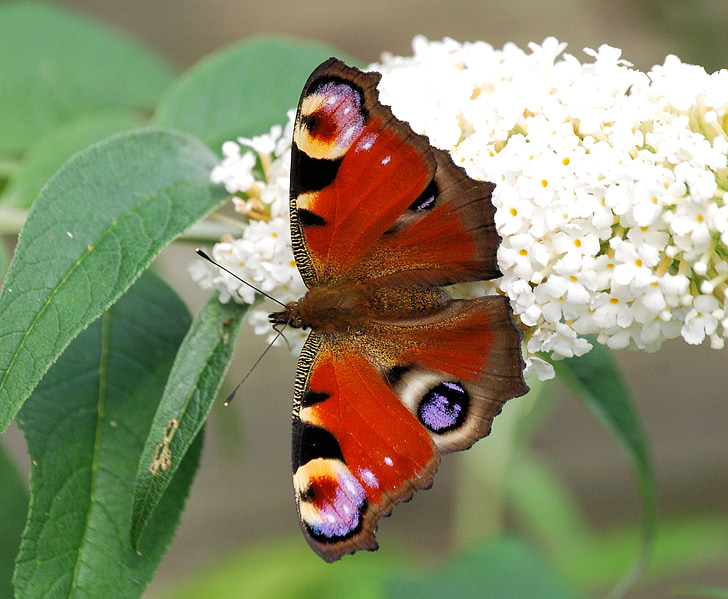 Peacock bướm, bướm, Peacock moth, buddlehia, vĩ mô, Thiên nhiên, côn trùng