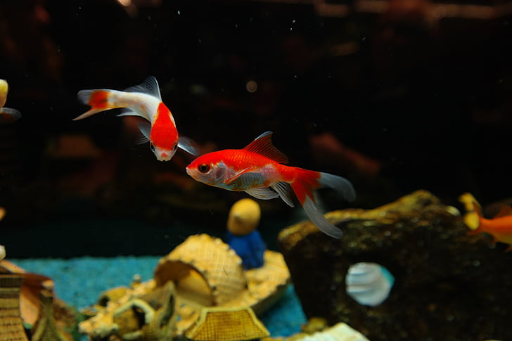 pescado, peces de colores, peces de agua dulce, karpfenfisch, Cyprinidae, acuario, Sarasa