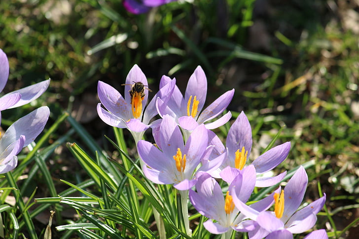 safrà, abella, primavera, recollir el pol·len, flors de primavera