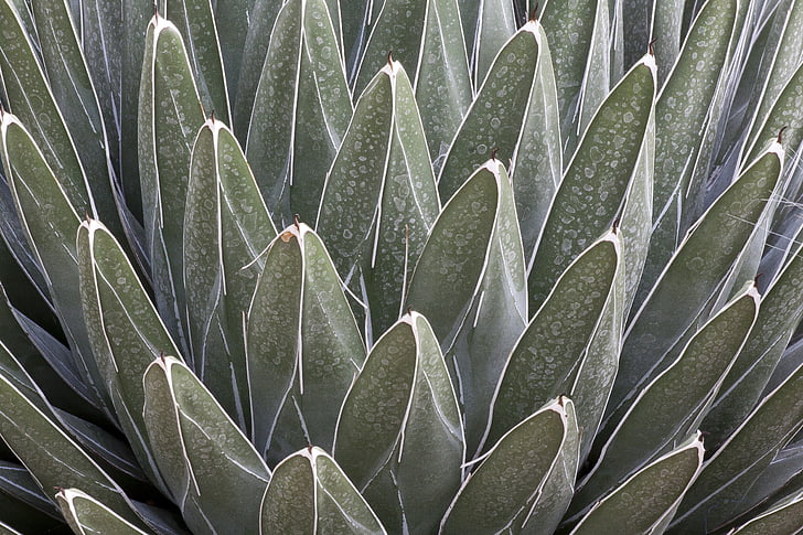 Agave victoriae-reginae, Cactus, Succulent, structuur, Fonds, achtergrond, groen
