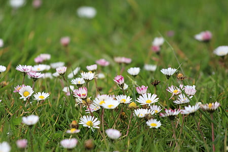 Meadow, Daisy, printemps, Rush, pré de fleurs, herbe, fleurs sauvages