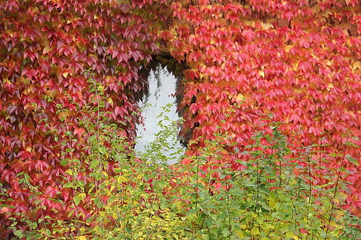 autumn, leaves, window, nature, leaf, red, plant