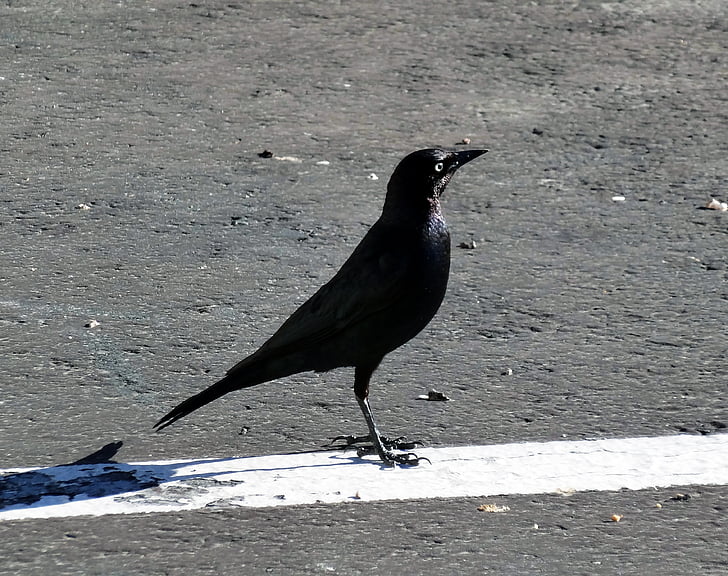black bird, black, bird, standing bird, on blacktop, on road, animal