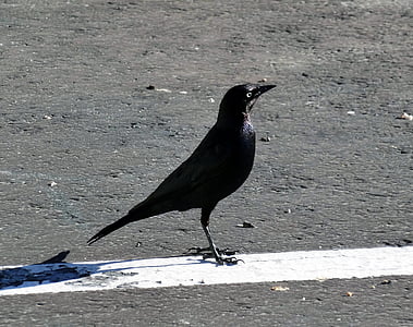 Czarny ptak, czarny, ptak, ptak stojący, na asfalcie, na drodze, zwierząt