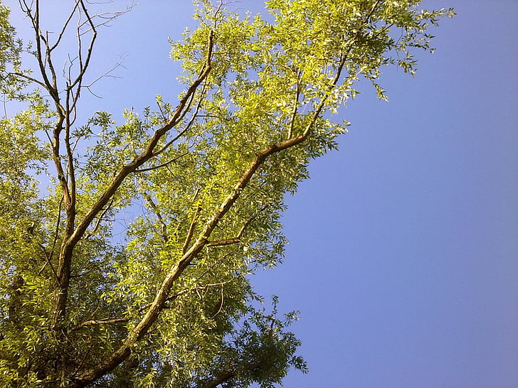 sky, tree, landscape