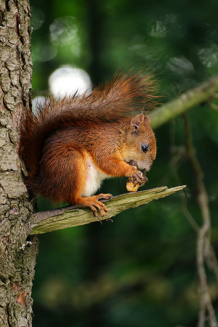 brown, squirrel, tree, animal, eating, branch, wood