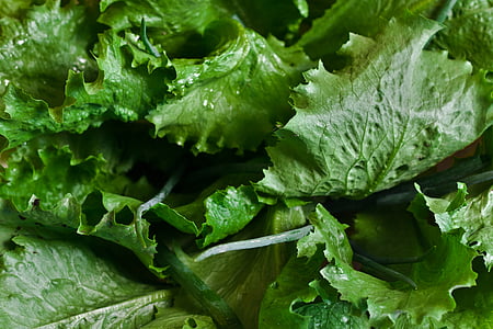 sveikas, salotų lapai, salotos, daržovių, lapų, maisto, šviežumo