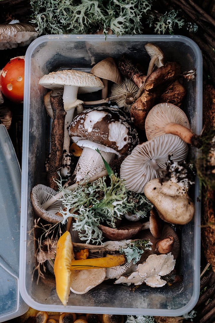 champignon, svamp, mad, udendørs, container, vegetabilsk, mad og drikke