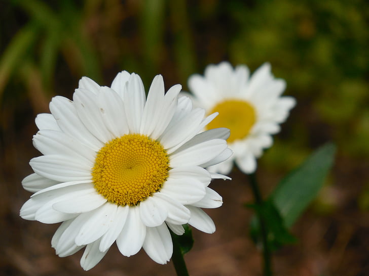 kwiat, Daisy, Natura, wiosna, kwiatowy, biały, roślina