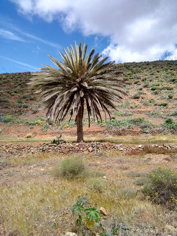 árbol de Palma, campo, rural, naturaleza