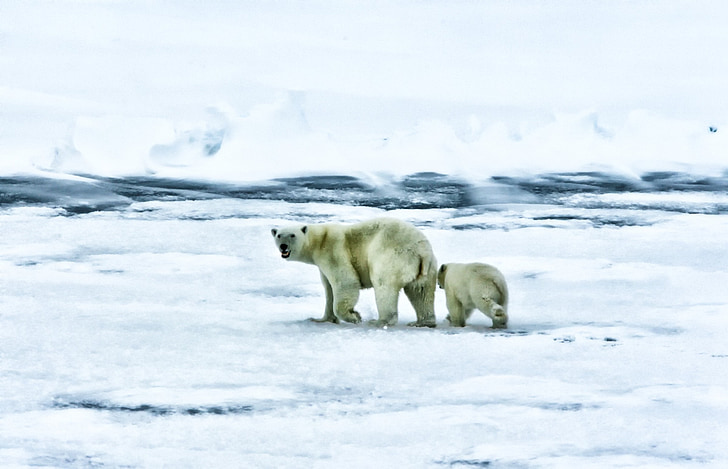 Αρκτική, στη θάλασσα, Ωκεανός, πολικές αρκούδες, άγρια φύση, ζώα, νερό