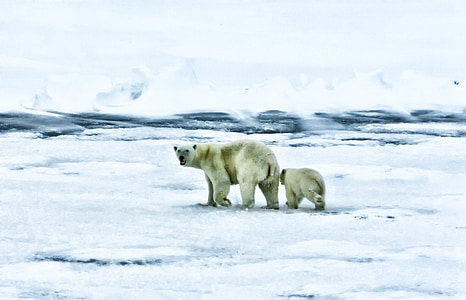 Arktída, more, Ocean, Polárne medvede, voľne žijúcich živočíchov, zvieratá, vody