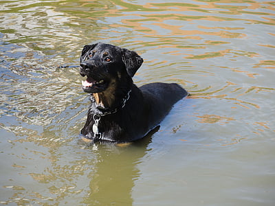 hond, Rottweiler, water, vijver, oppervlak, natuur, zwart
