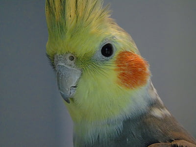nymfparakit, papegoja, kakadua, fågel, närbild, djur, Australien