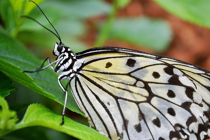 papillon, cerf-volant de papier, macro, insecte, nature, ailes, coloré