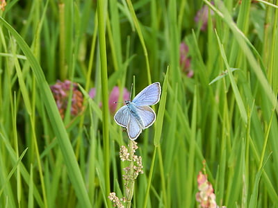 Красный клевер синий, Общие голубой, Луг, Лето, трава, насекомое, Природа