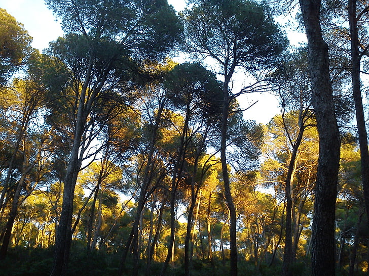 borovice, stromy, Mallorca, krajina, čerstvé, dřevo, Les