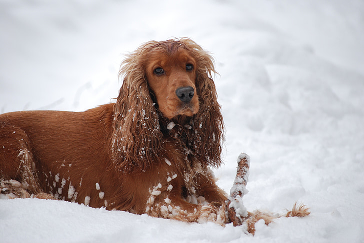 koer, coocker, spanjel, looma, lõbus, talvel, lumi