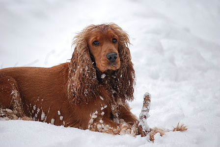 kutya, coocker, spániel, állat, szórakozás, téli, hó
