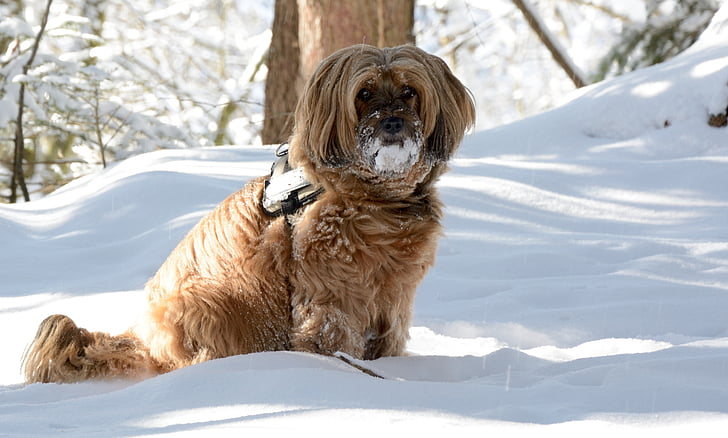 куче, зимни, сняг, животните, състезание, тибетски териер, Портрет