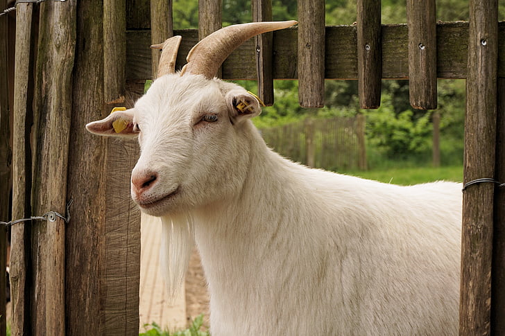goat, domestic goat, animal, horns, billy goat, pet, goat's head