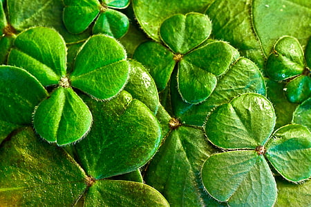 Shamrocks, klöver, St Patricks day, St paddy's dag, Irländska, Leaf, Holiday