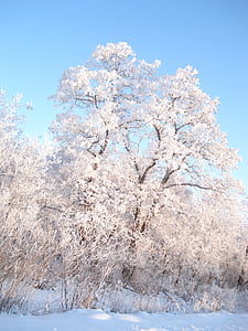 téli, hó, téli erdő, fák a hóban