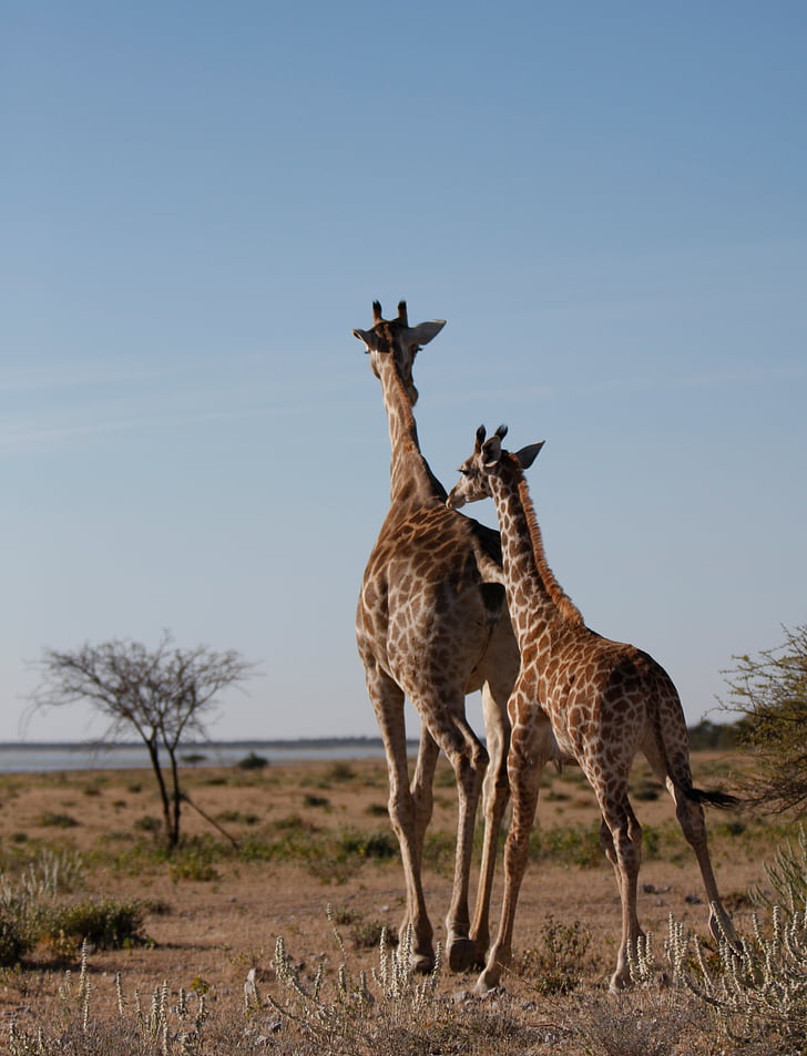giraff, vilda, Safar, Namibia, naturfotografering, Sydafrika, nationasl etosha park