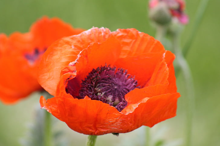 papavero, fiore, arancio, natura, pianta, Bloom, bella