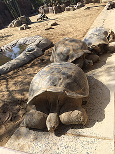 galapagos, turtle, shell, big, tortoise, animal, wildlife