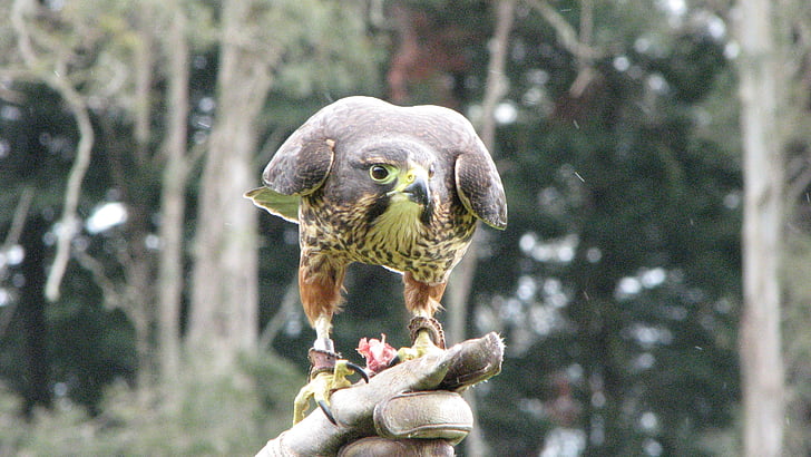 Falcon, pták, Příroda