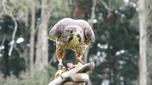 Falcon, vták, Príroda