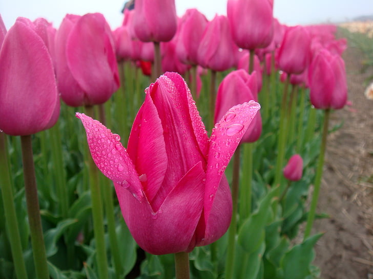 tulips, pink, tulip field, drops, edge, netherlands