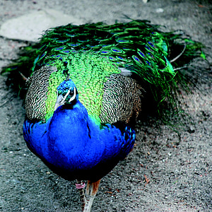 peacock, bird, blue, plumage, color, animal, zoo
